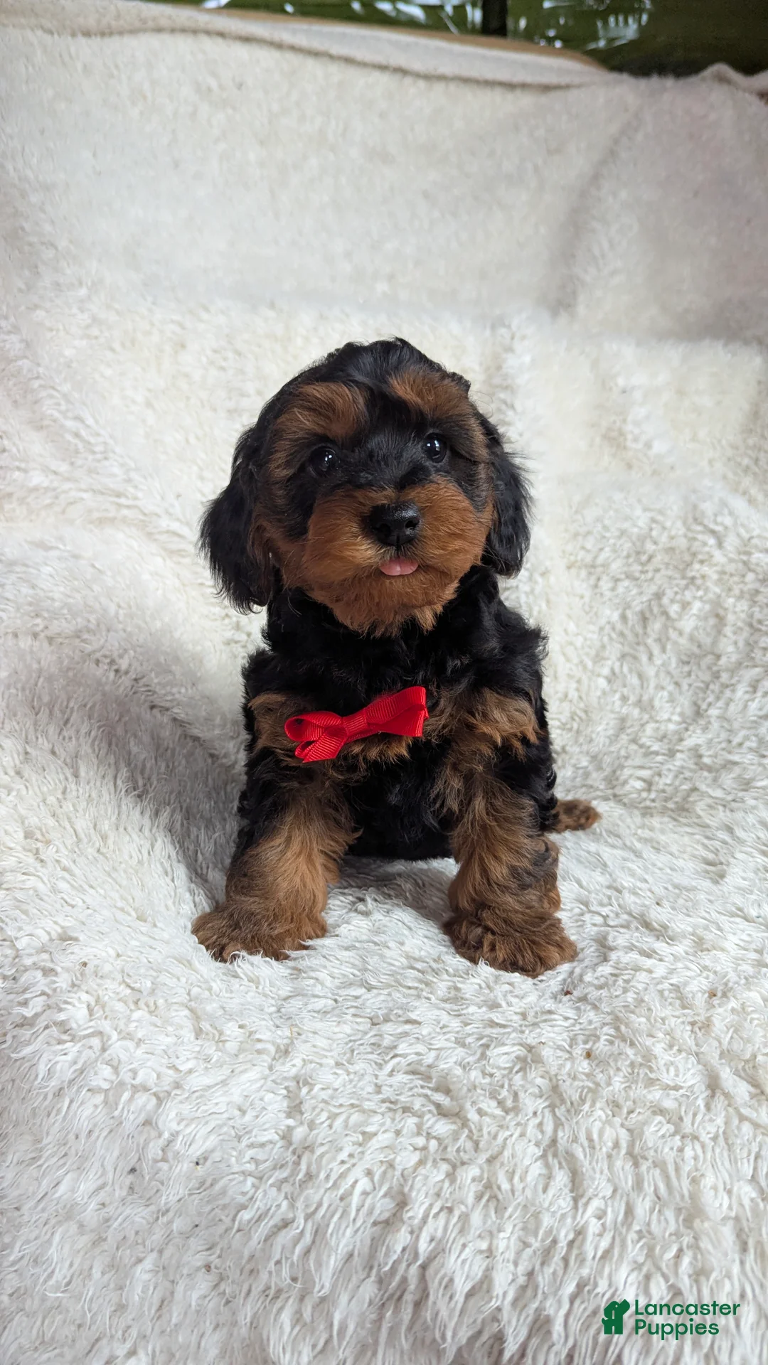 Yorkiepoo dogs for sale: Apollo - Ad 1