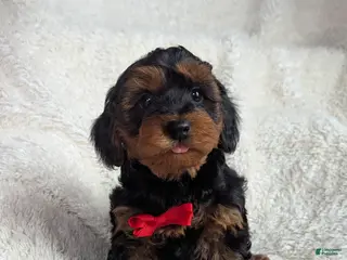 Yorkiepoo dogs for sale: Apollo - Ad 2