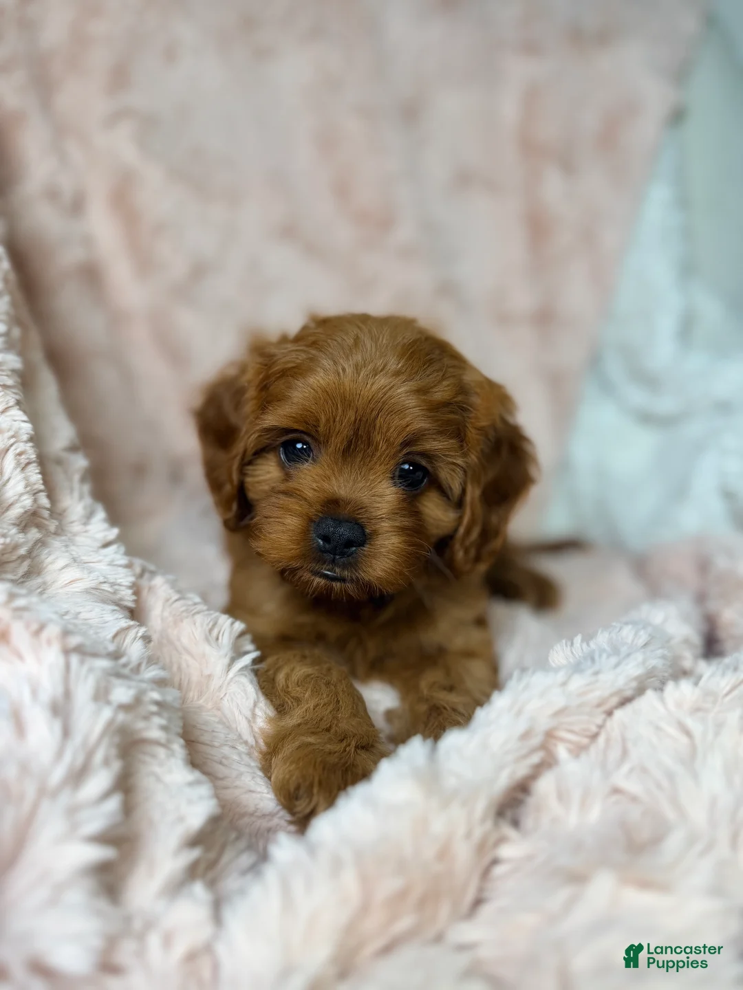 Cavapoo dogs for sale: Luna - Ad 7