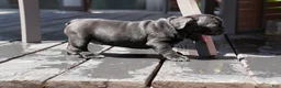 French Bulldog dogs for sale: Lilo - Solid Black Female (No brindle) - Rare - Ad 15