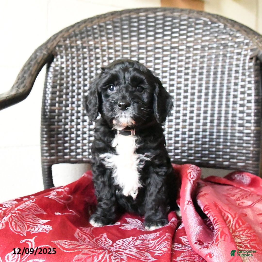 Cockapoo dogs for sale: Milo - Ad 3