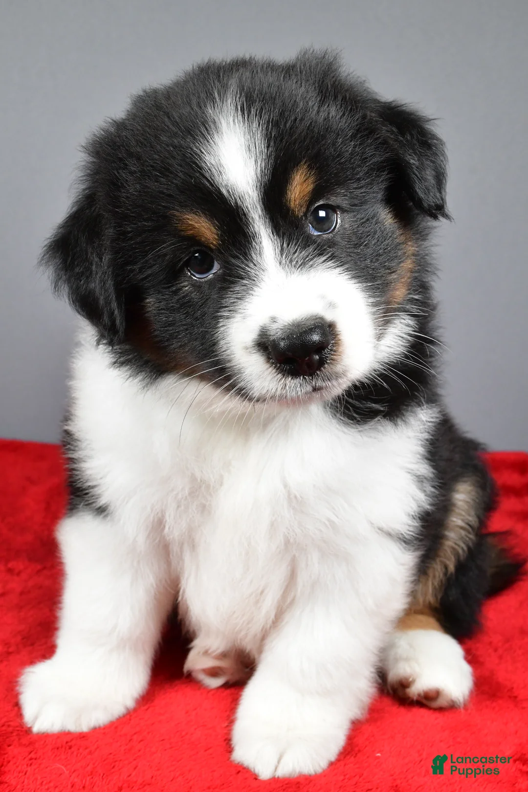 Miniature Australian Shepherd dogs for sale: Alex - Ad 2