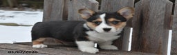 Welsh Corgi Pembroke dogs for sale: Dex - Ad 1