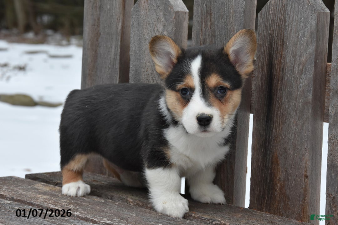 Welsh Corgi Pembroke dogs for sale: Dex - Ad 1