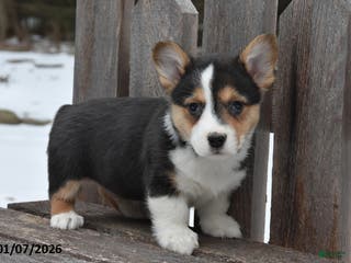 Welsh Corgi Pembroke dogs Dex - Ad 33