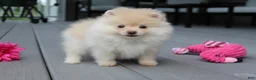 Pomeranian dogs for sale: Cassie - Ad 10