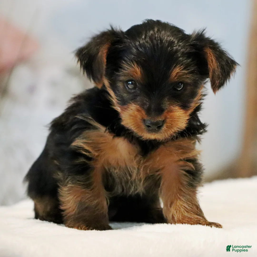 Yorkshire Terrier dogs for sale: Tucker - Ad 2
