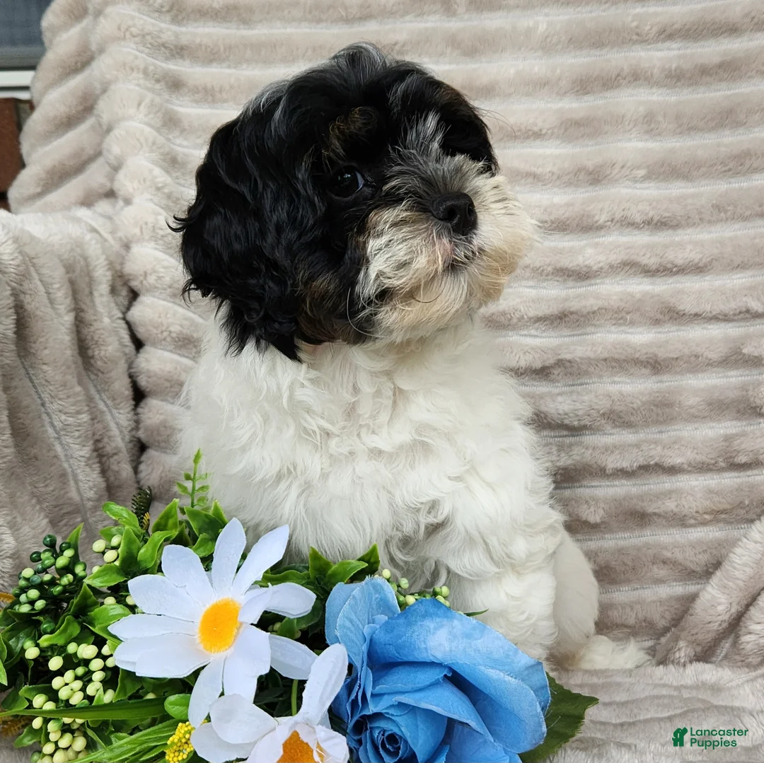 Shihpoo dogs for sale: Carter - Ad 7