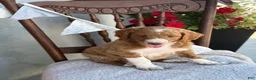 Goldendoodle dogs for sale: Carolina - Ad 4