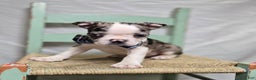 Boston Terrier dogs for sale: Chip - Ad 5