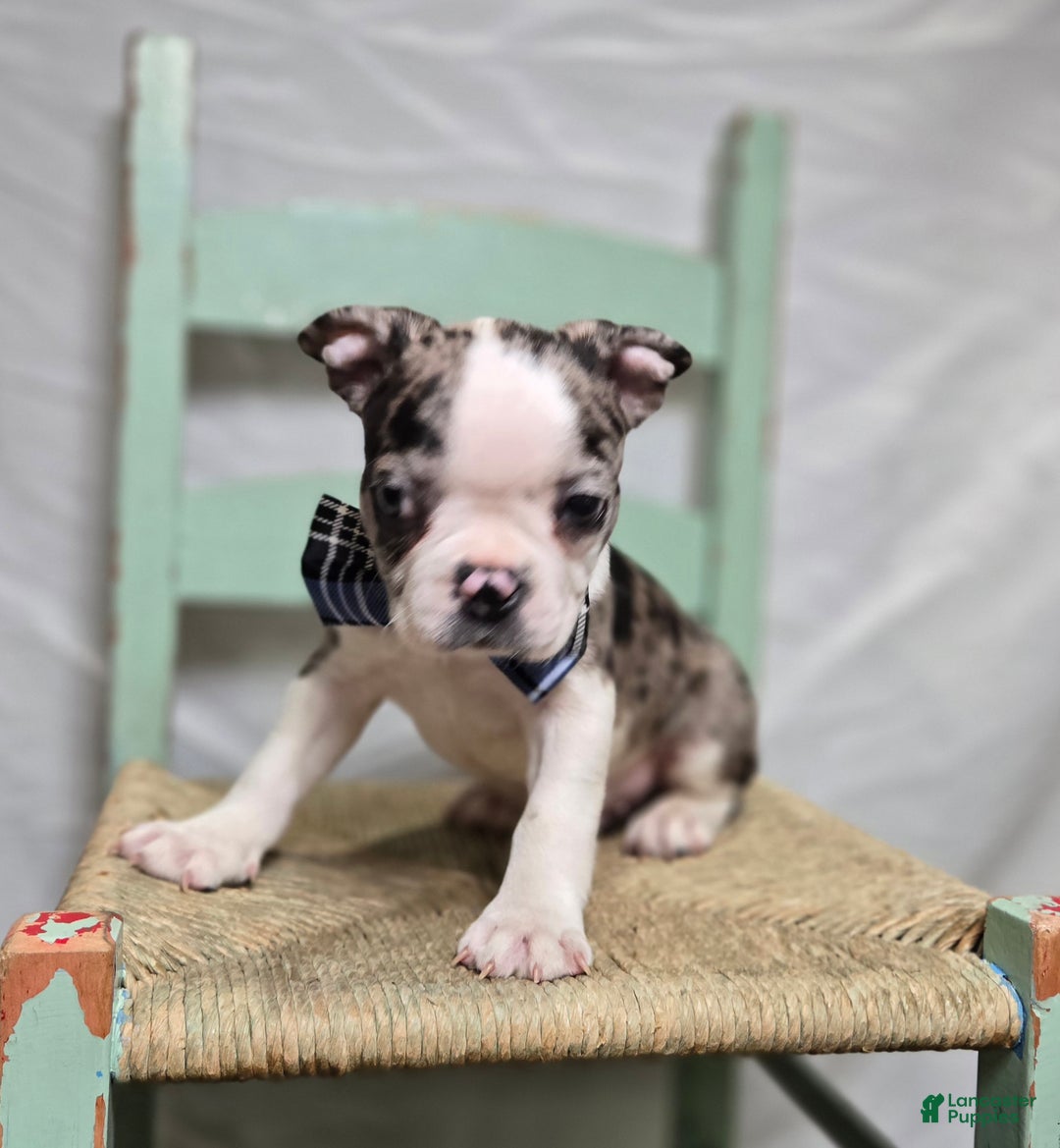Boston Terrier dogs for sale: Chip - Ad 5