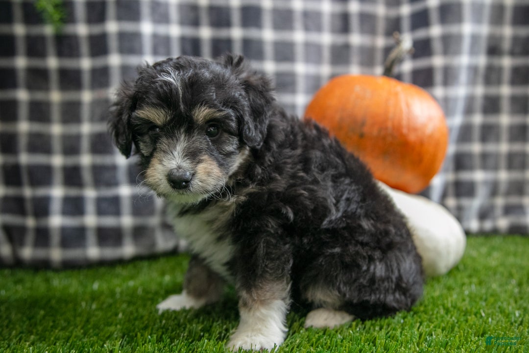 Mini Aussiedoodle dogs for sale: Scooter - Ad 5