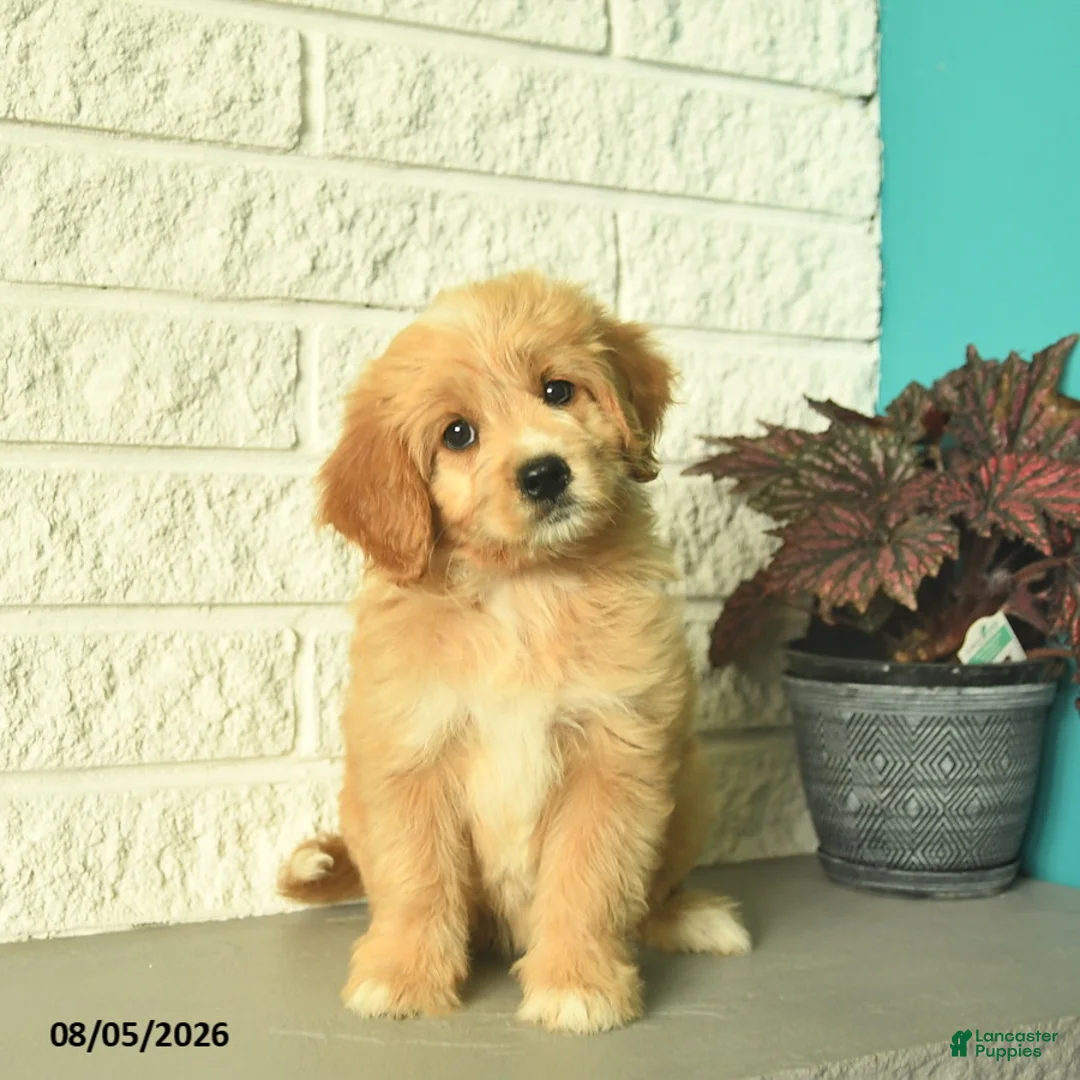 Mini Goldendoodle dogs for sale: Nellie  - Ad 5