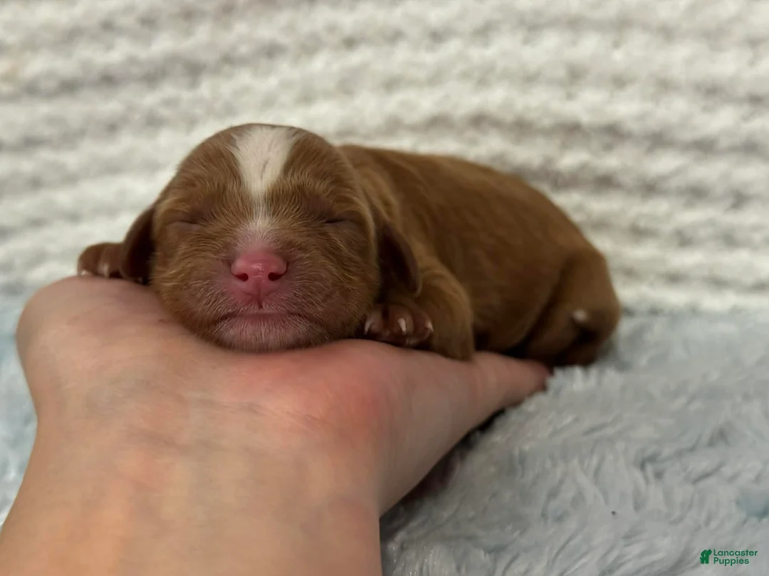 Cavapoo dogs for sale: Teddy - Ad 3