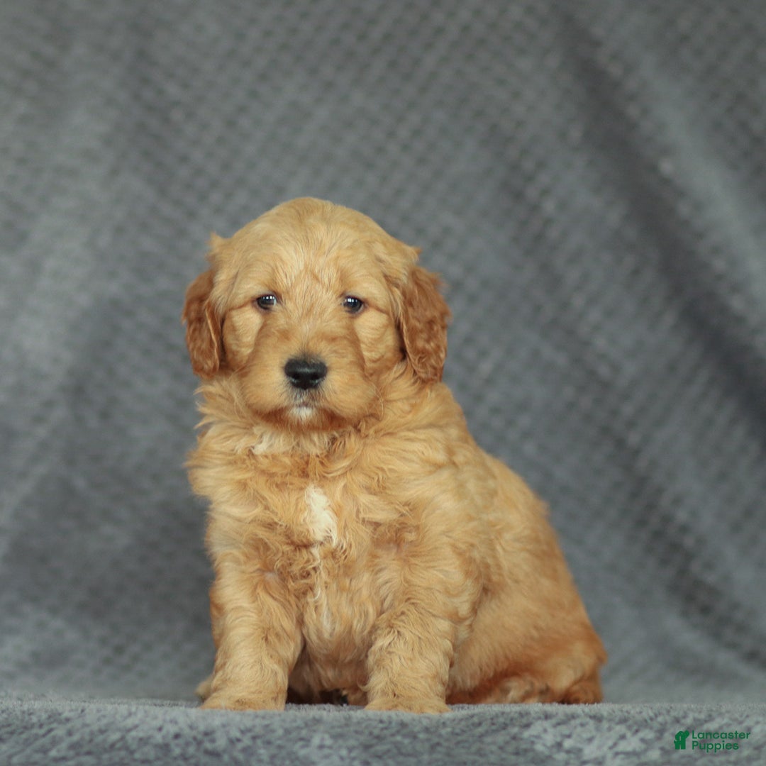 Mini Goldendoodle dogs for sale: Rocky - Ad 1