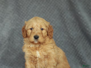 Mini Goldendoodle dogs Rocky - Ad 24