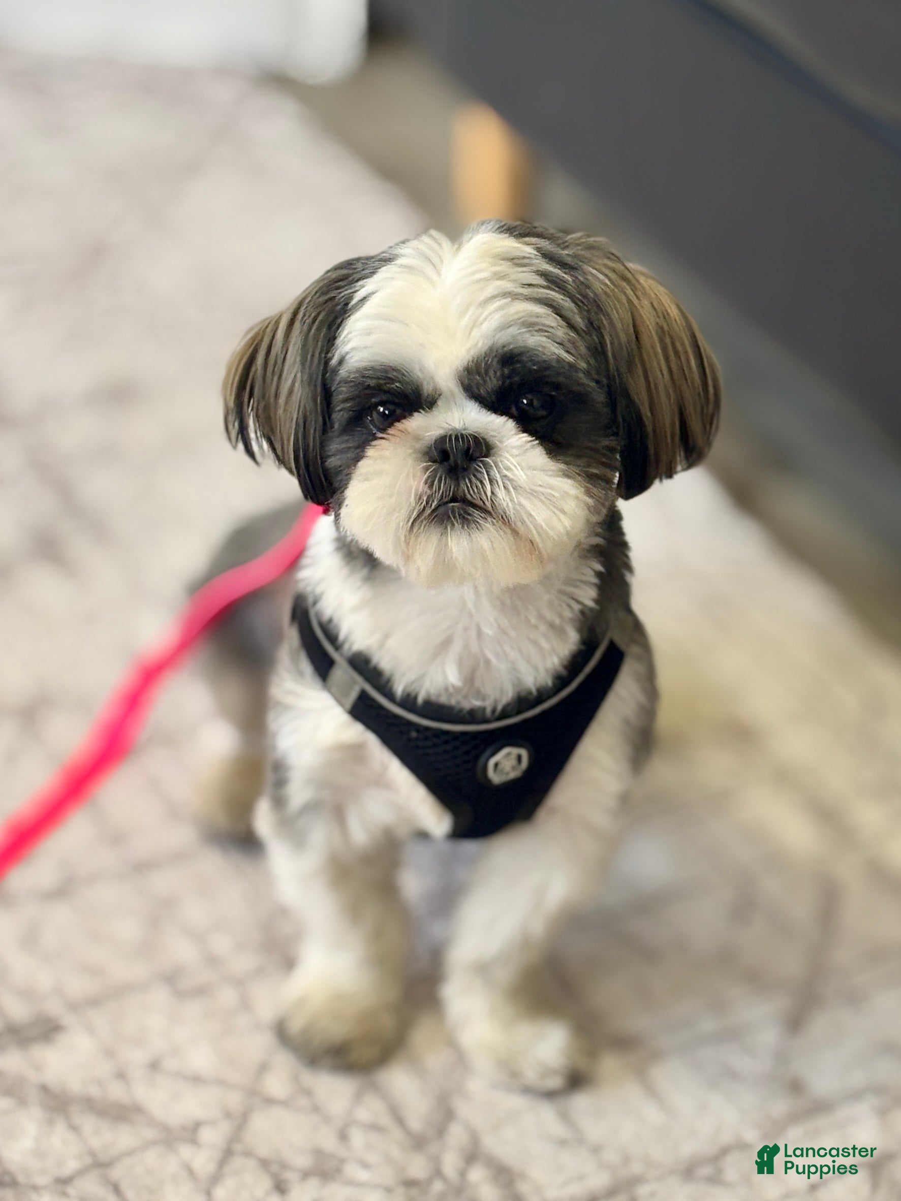 Shih Tzu dogs for sale: Carols - Ad 1