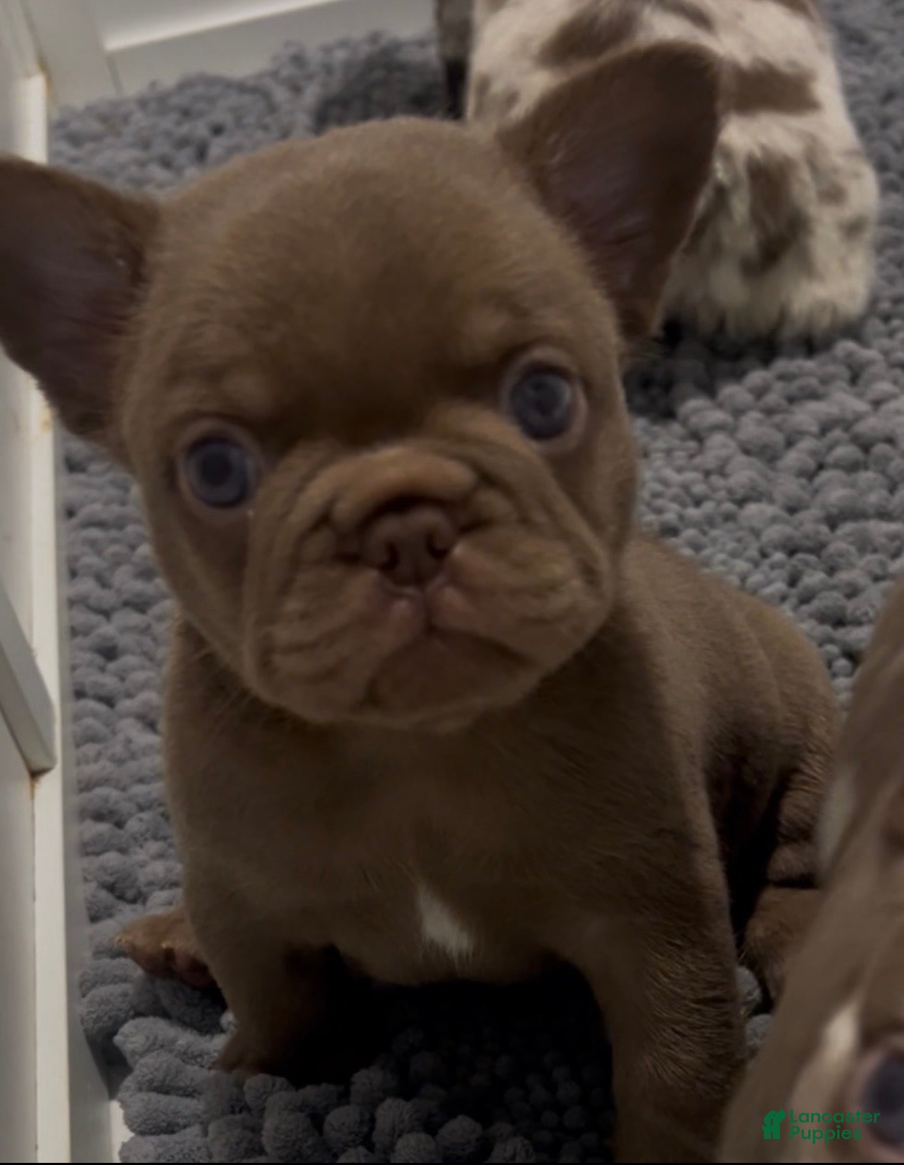 French Bulldog dogs Hershey  - Ad 2