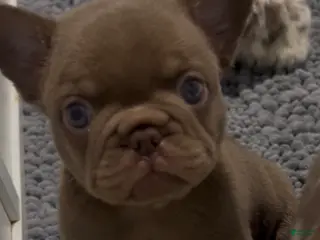 French Bulldog dogs Hershey - Ad 2