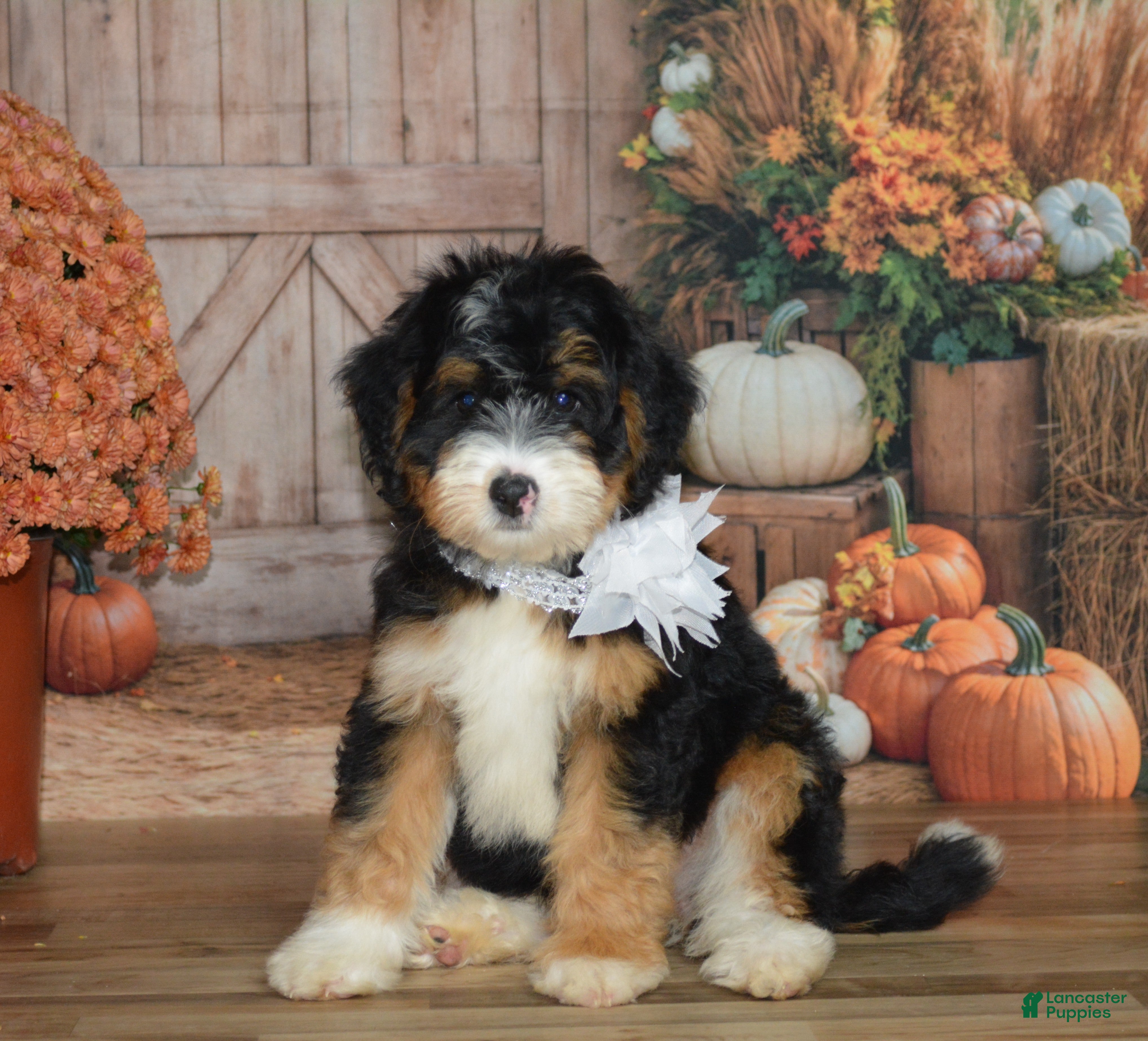 Mini Bernedoodle dogs Maggie - Ad 1