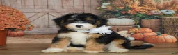 Mini Bernedoodle dogs for sale: Maggie - Ad 1