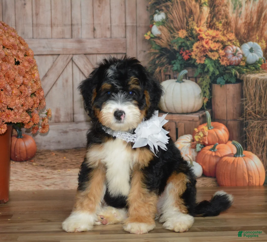 Mini Bernedoodle dogs for sale: Maggie - Ad 1