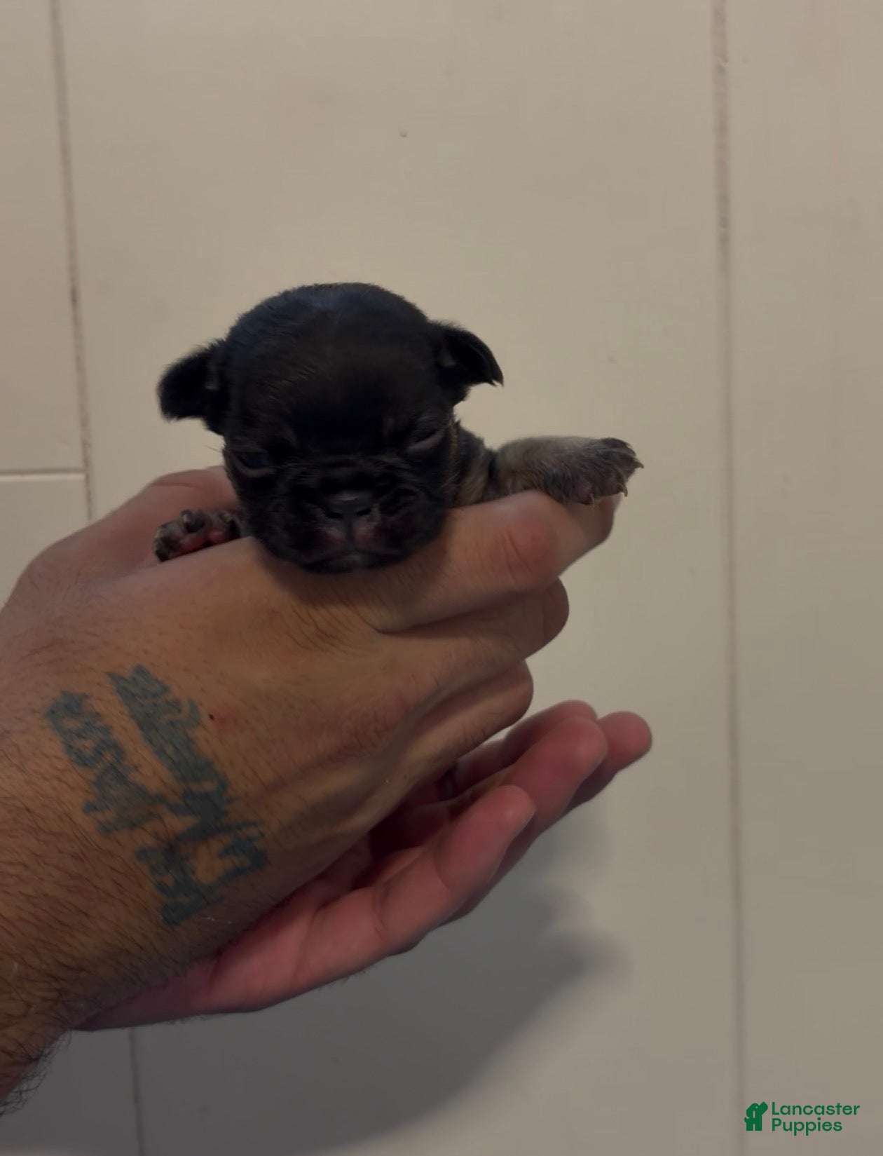 French Bulldog dogs French Bulldog 6 - Ad 38