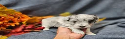 Maltipoo dogs for sale: Jazz - Ad 8
