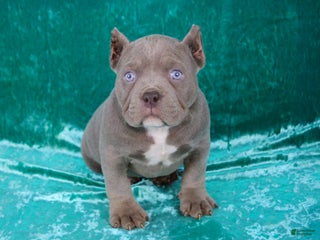 American Bully dogs - Ad 36
