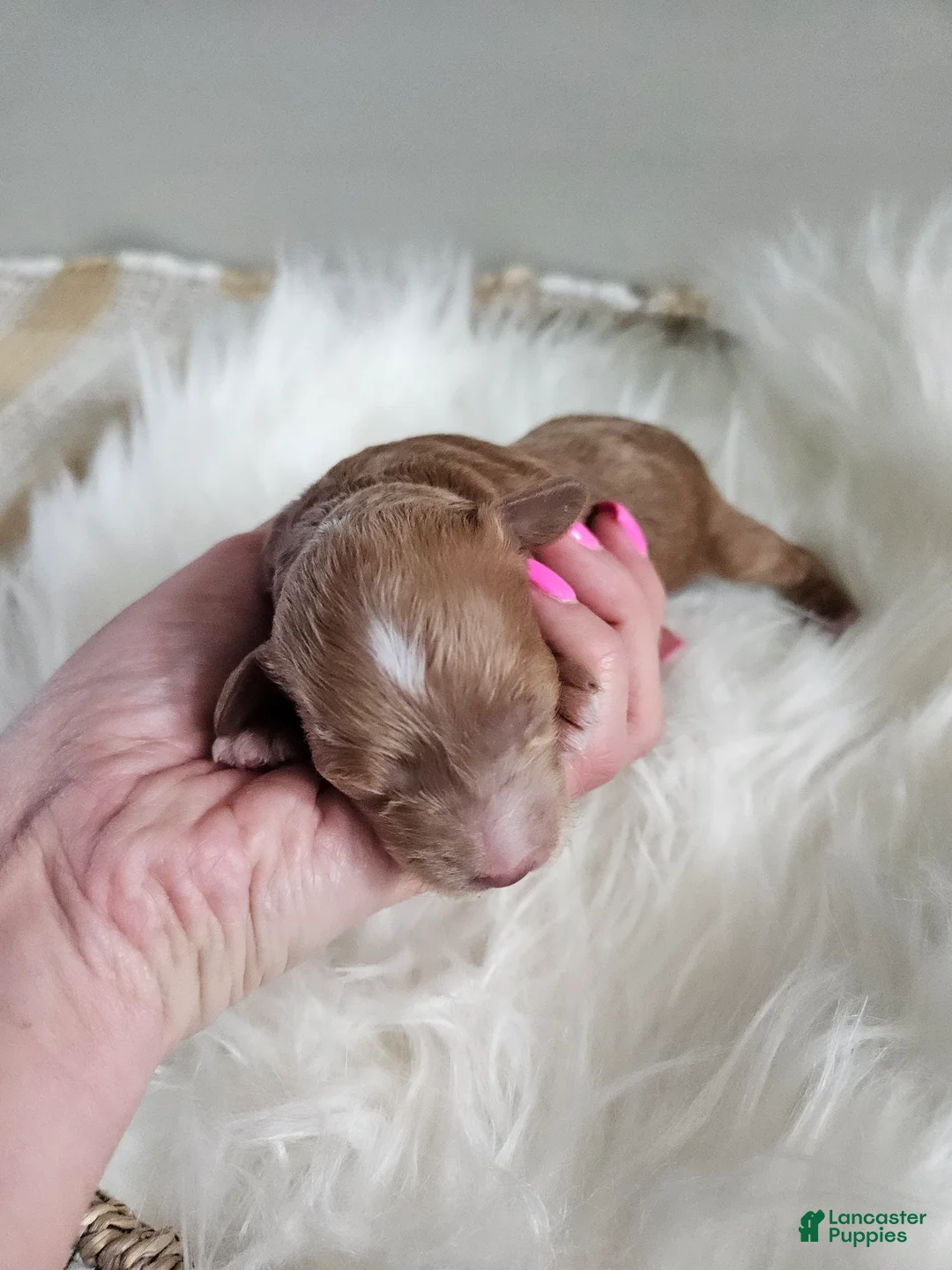 Cavapoo dogs for sale: Atlas - Ad 2