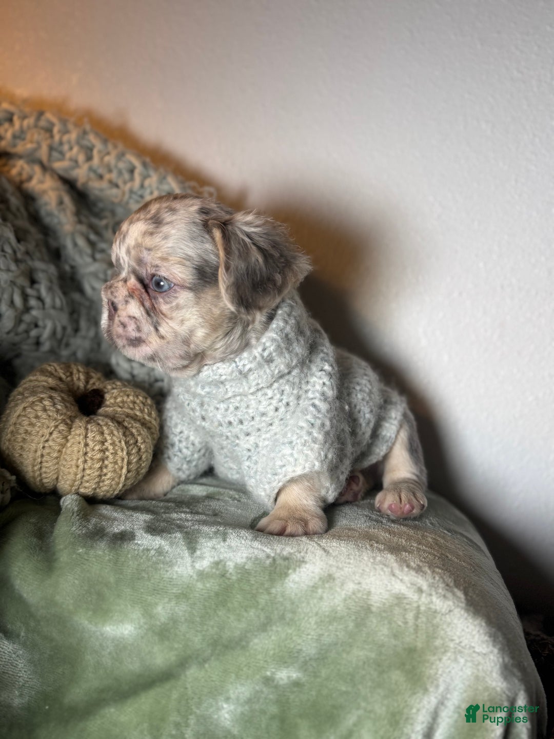French Bulldog dogs for sale: Lilac tan fluffy french bulldog  - Ad 17