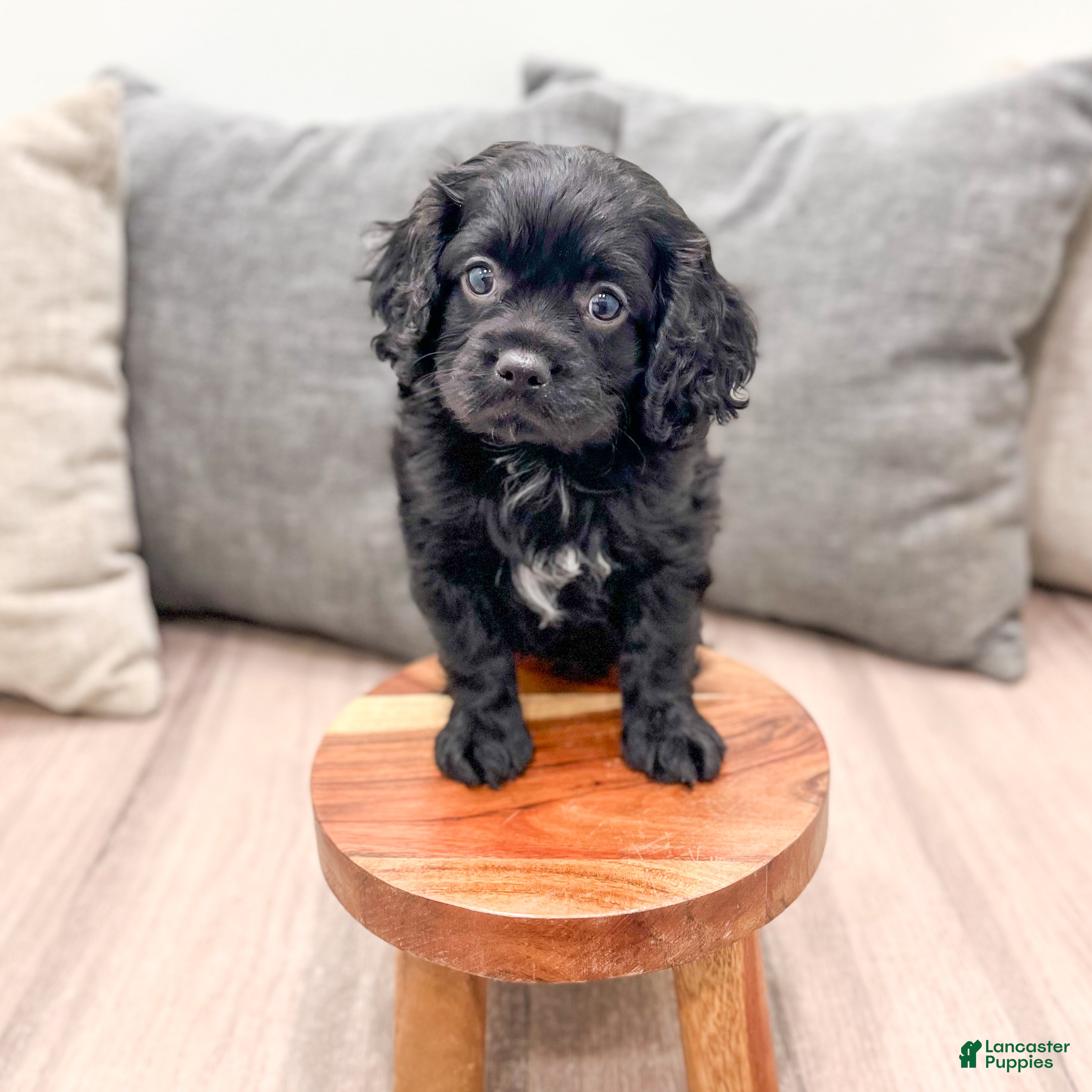 Cavapoo dogs Boomer - Ad 2
