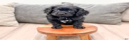 Cavapoo dogs for sale: Boomer - Ad 2