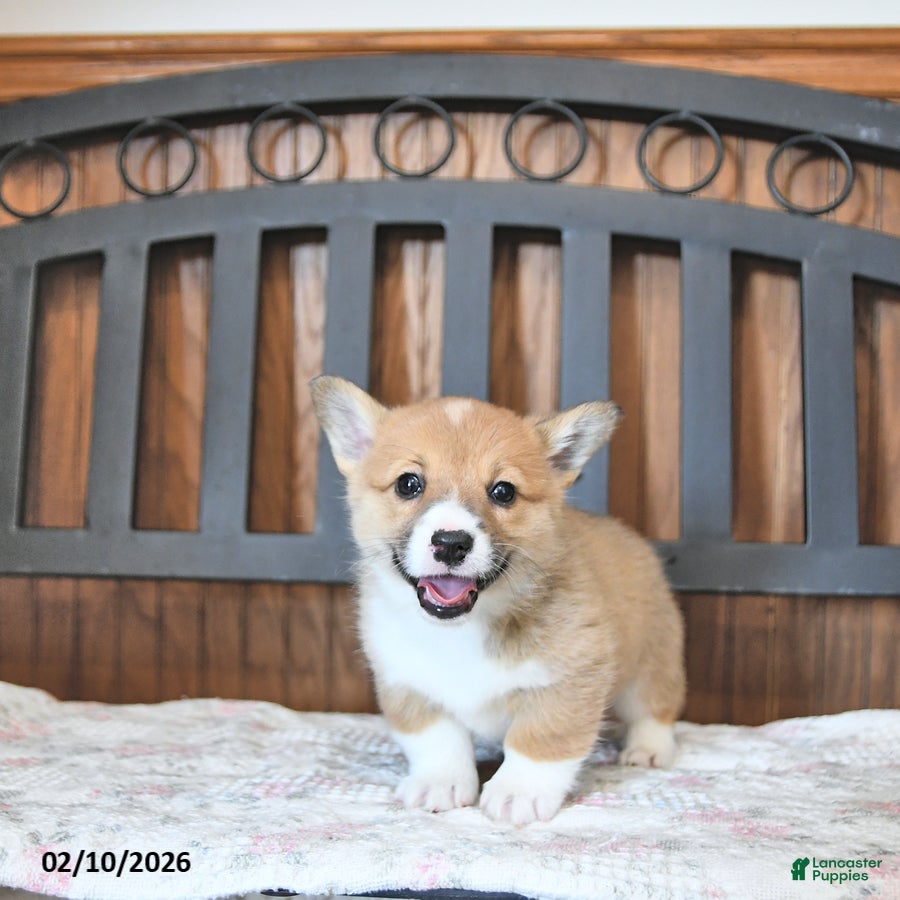 Welsh Corgi Pembroke dogs Tootsie - Ad 2
