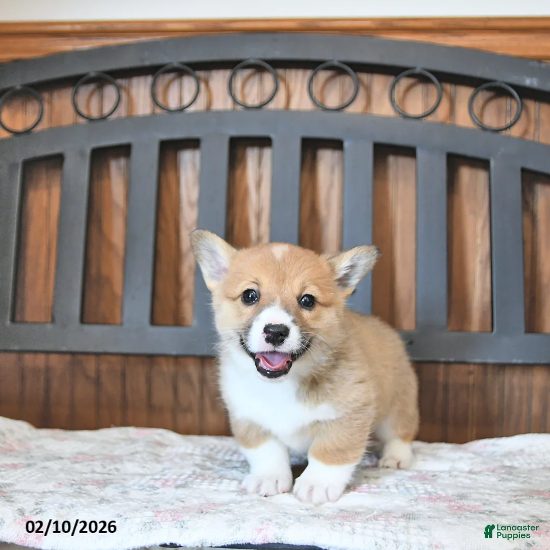Welsh Corgi Pembroke dogs for sale: Tootsie - Ad 2