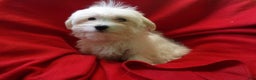 Maltese dogs for sale: Maltese Puppy 2 - Ad 3