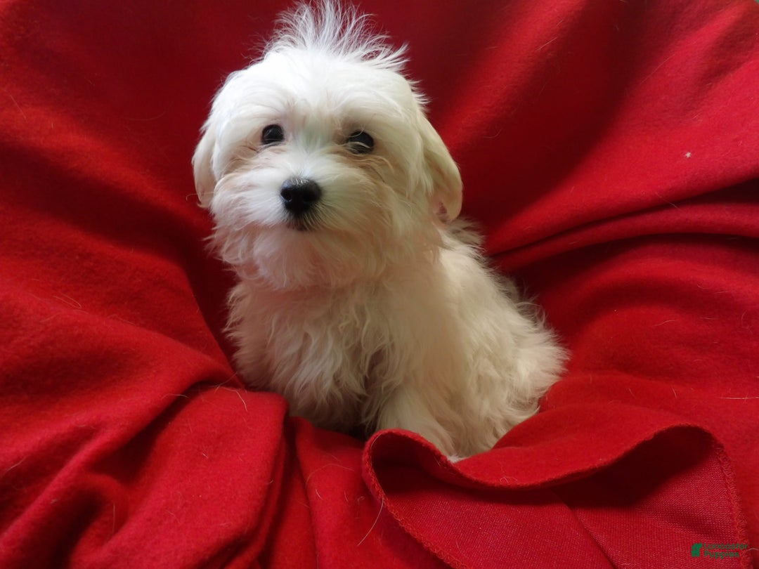 Maltese dogs for sale: Maltese Puppy 2 - Ad 3