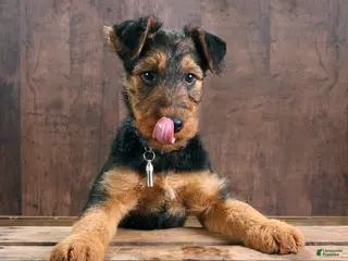 Mixed Breed dogs Spooky - Ad 35