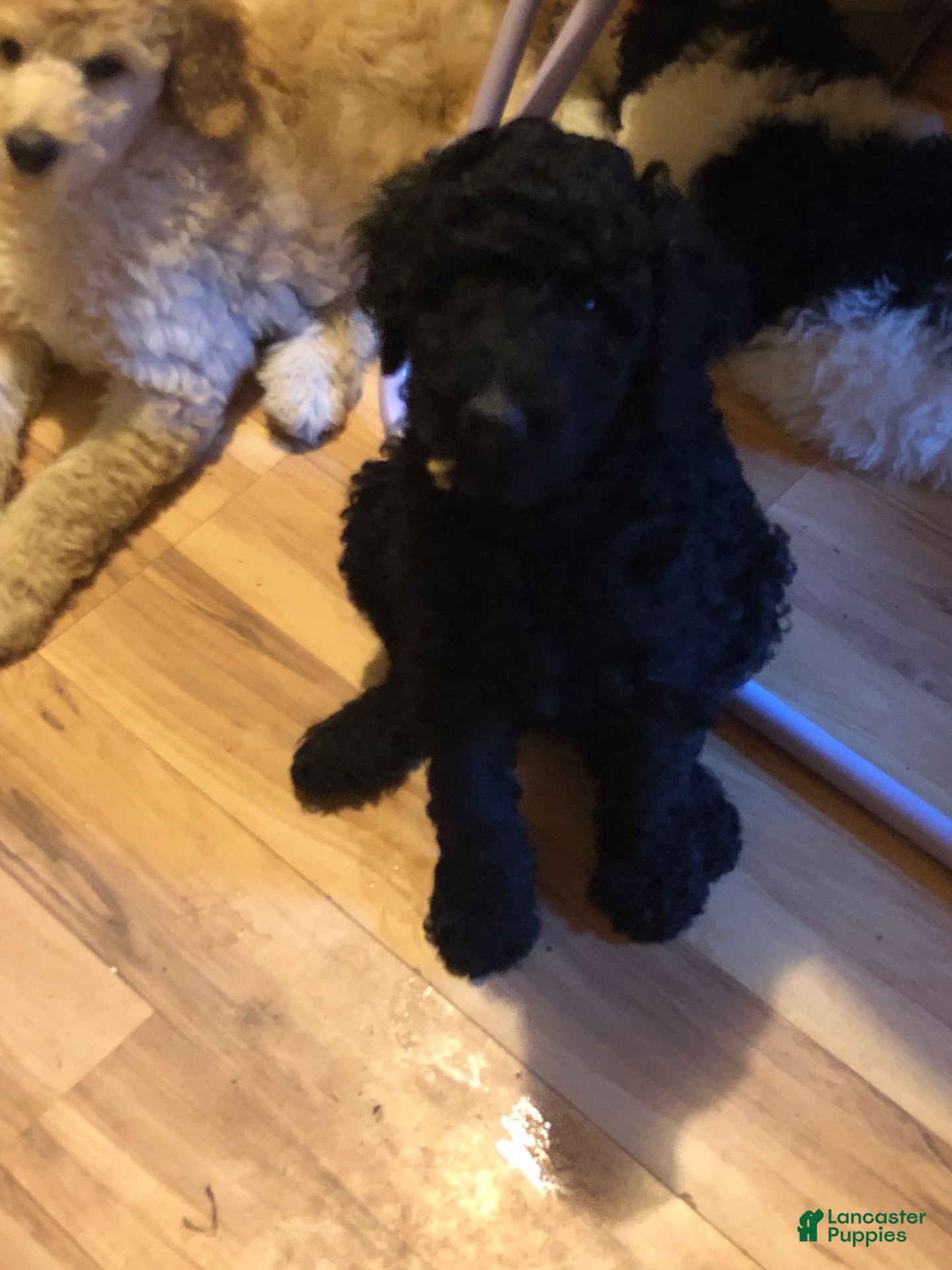 Standard Poodle dogs Standard Poodle 2 - Ad 15