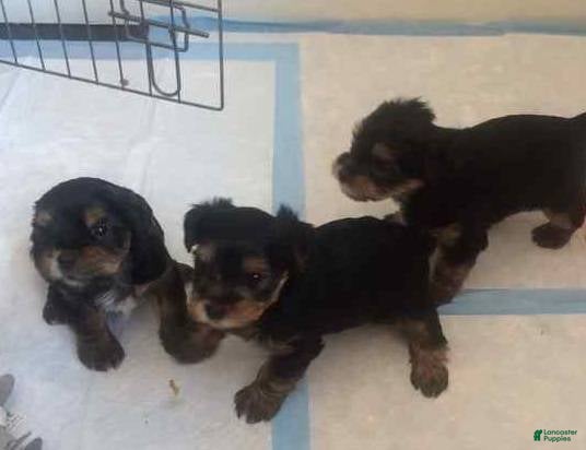 Yorkshire Terrier dogs Yorkshire Terrier 3 - Ad 1