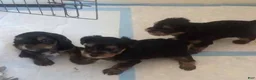 Yorkshire Terrier dogs for sale: Yorkshire Terrier 3 - Ad 1
