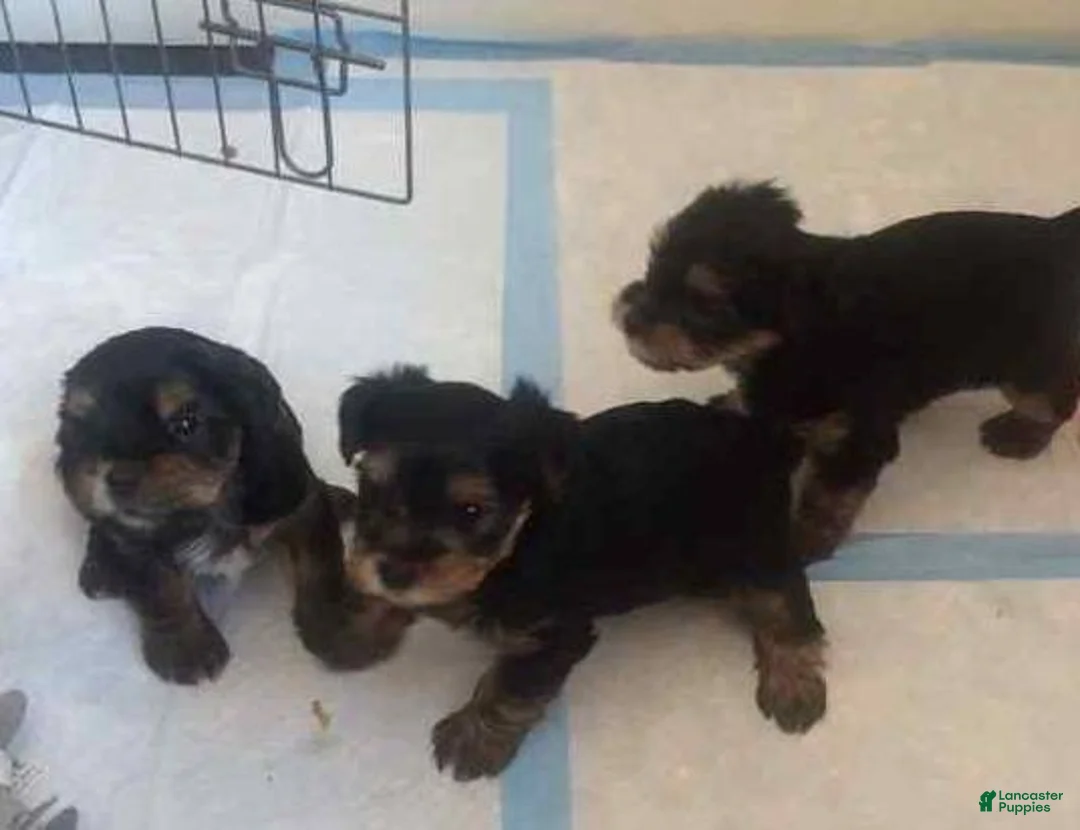 Yorkshire Terrier dogs for sale: Yorkshire Terrier 3 - Ad 1
