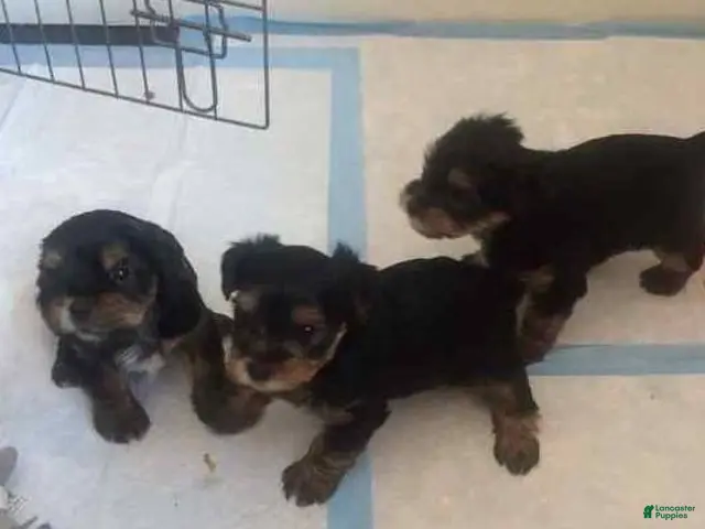 Yorkshire Terrier dogs Yorkshire Terrier 3 - Ad 1