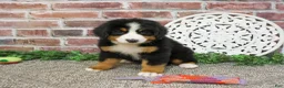 Bernese Mountain Dog dogs for sale: Star - Ad 1