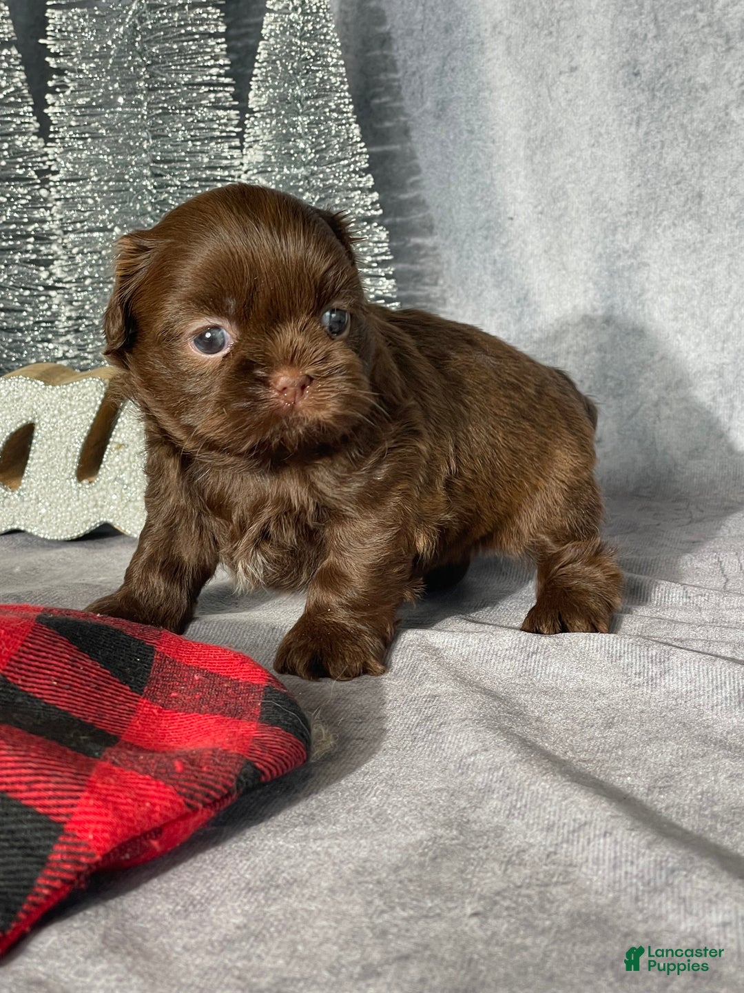 Shih Tzu dogs for sale: Sebastian  - Ad 2