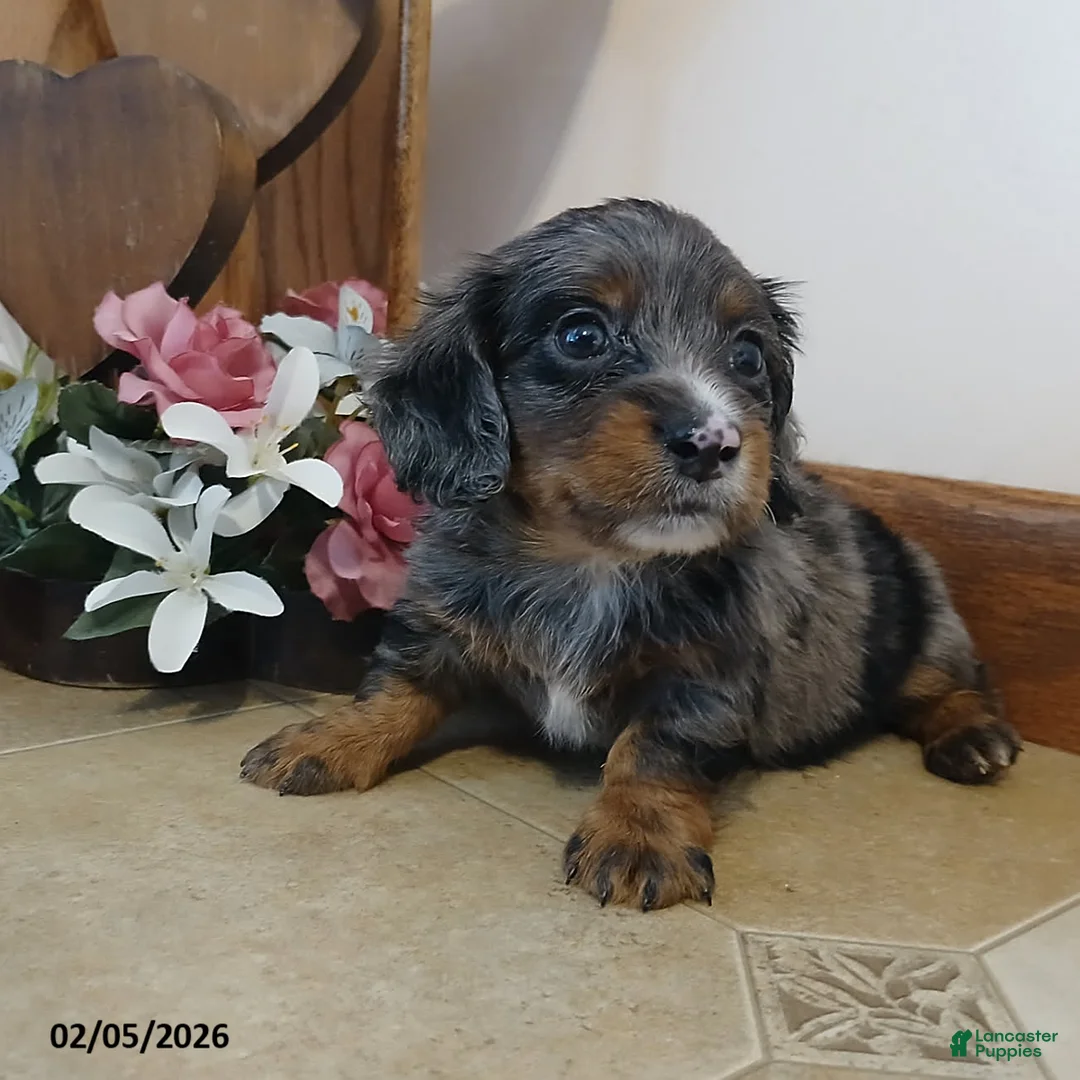 Miniature Dachshund dogs for sale: Valentine - Ad 2