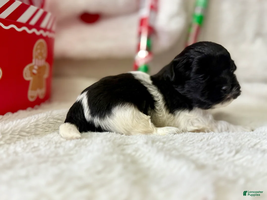 Shihpoo dogs for sale: Elphi - Ad 12