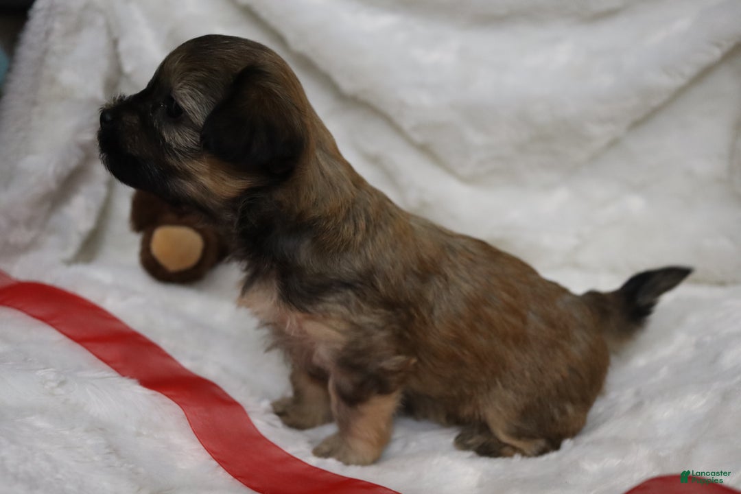 Havanese dogs for sale: Honey - Ad 2