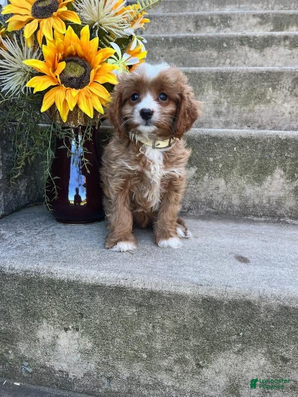 Cavapoo dogs Nate - Ad 1