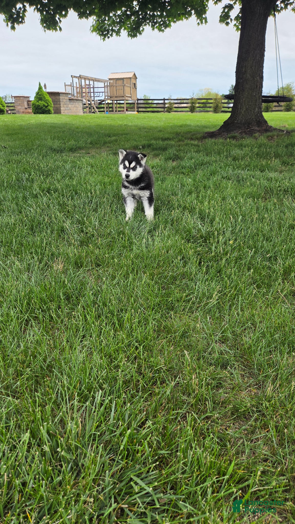 Siberian Husky dogs Callie - Ad 2